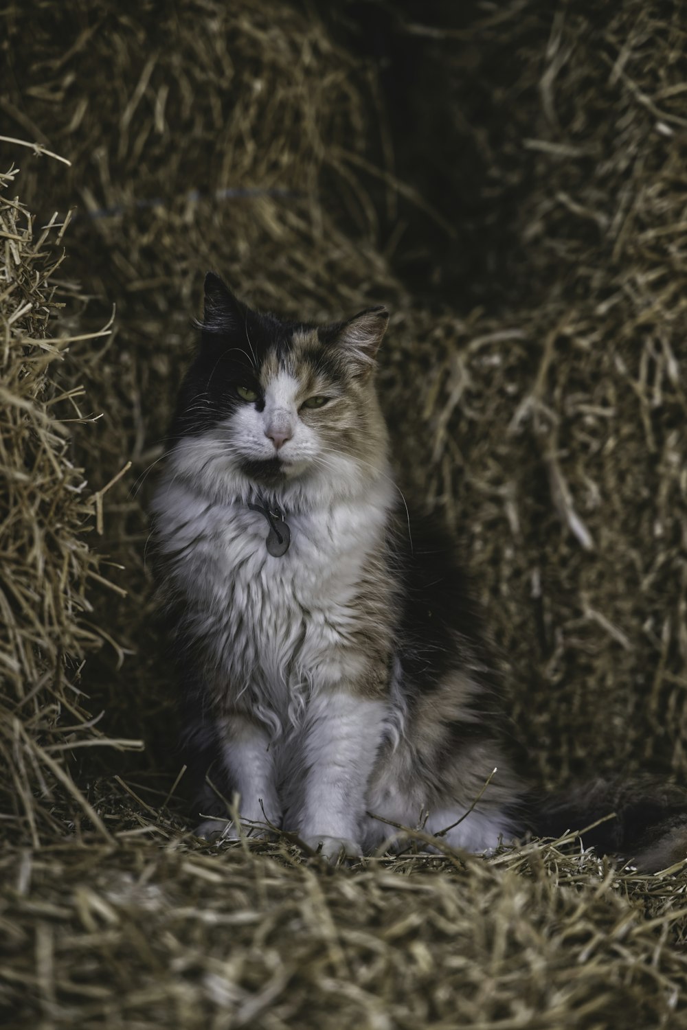 white black and brown cat on brown grass