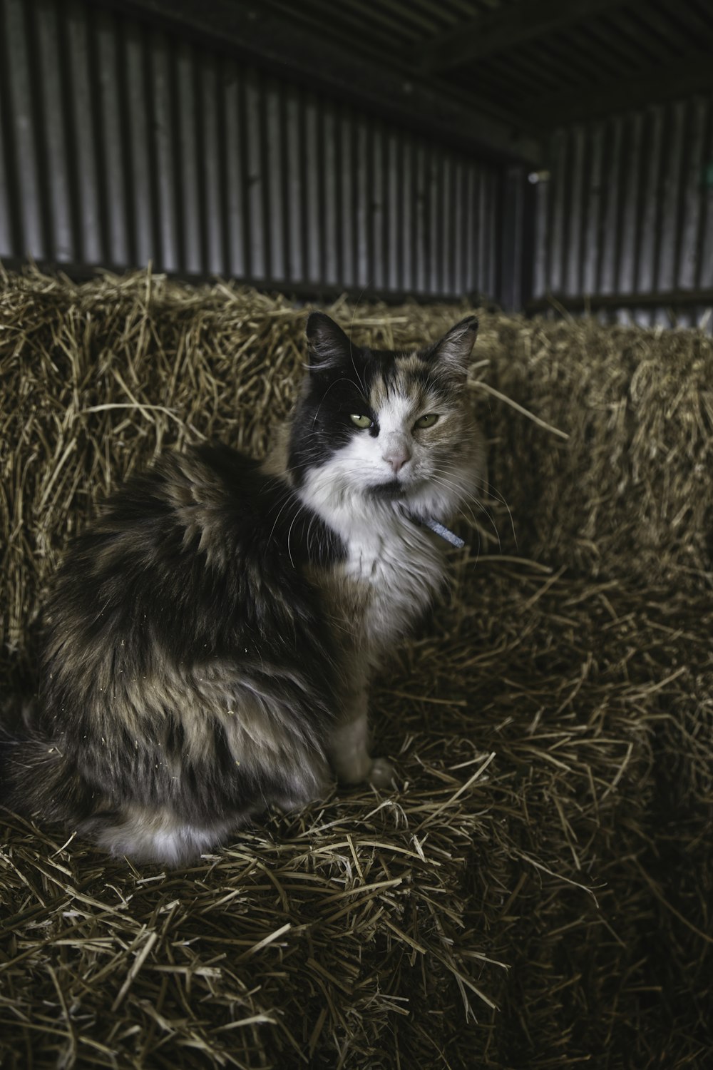 black and white cat on brown hay