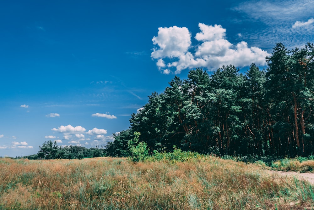 green trees under blue sky and white clouds during daytime