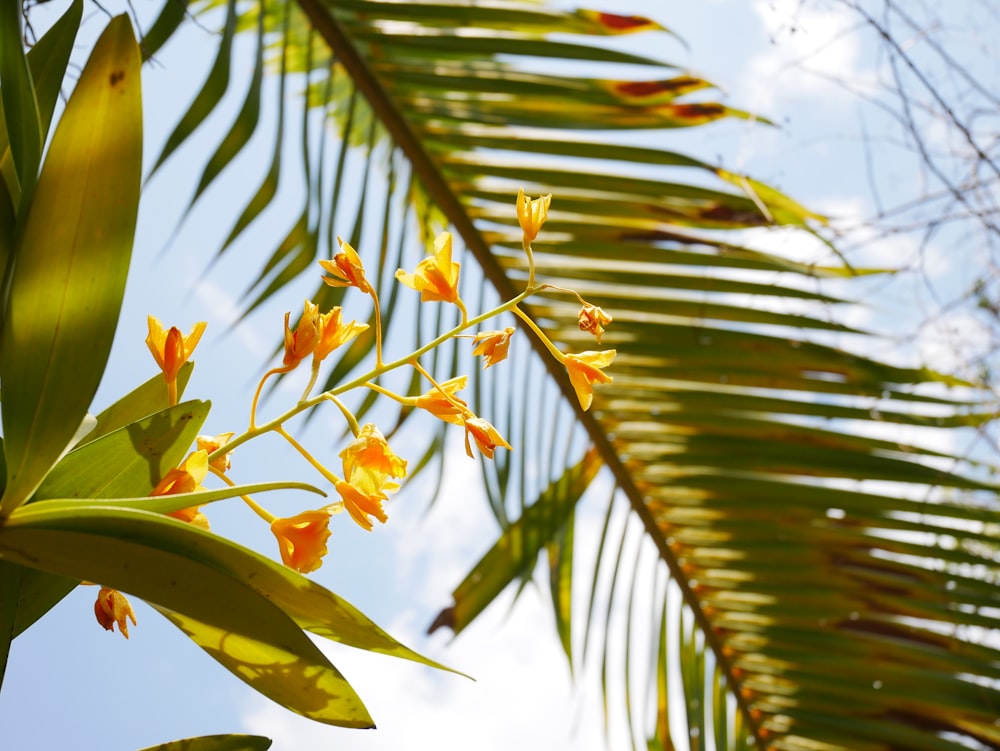 green and yellow leaves under blue sky during daytime