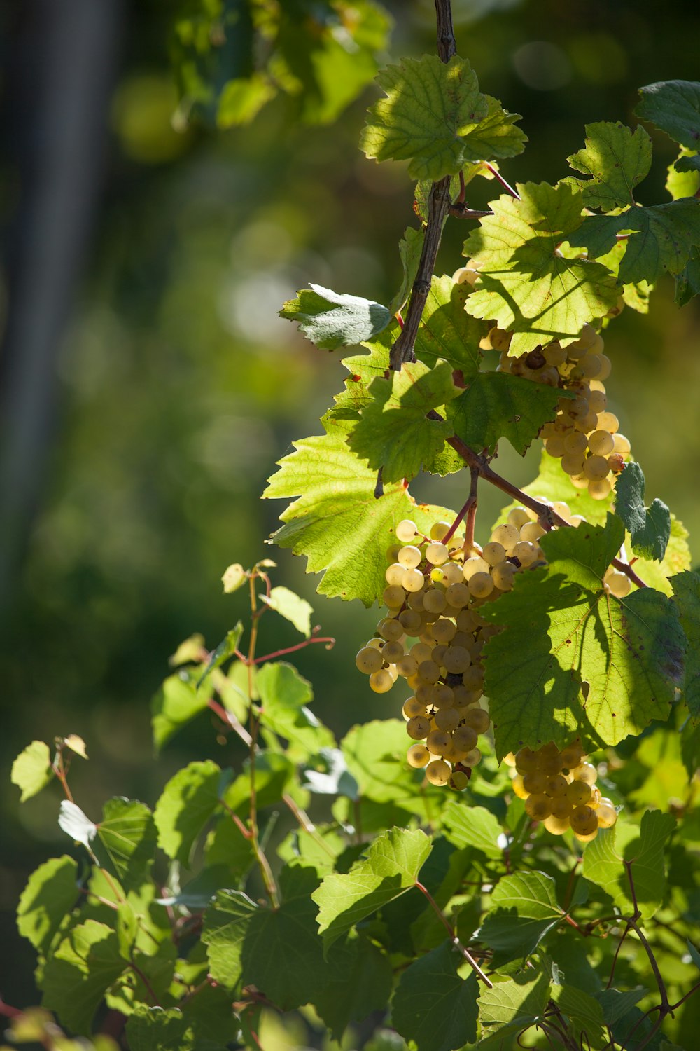 brown round fruits on green leaves during daytime