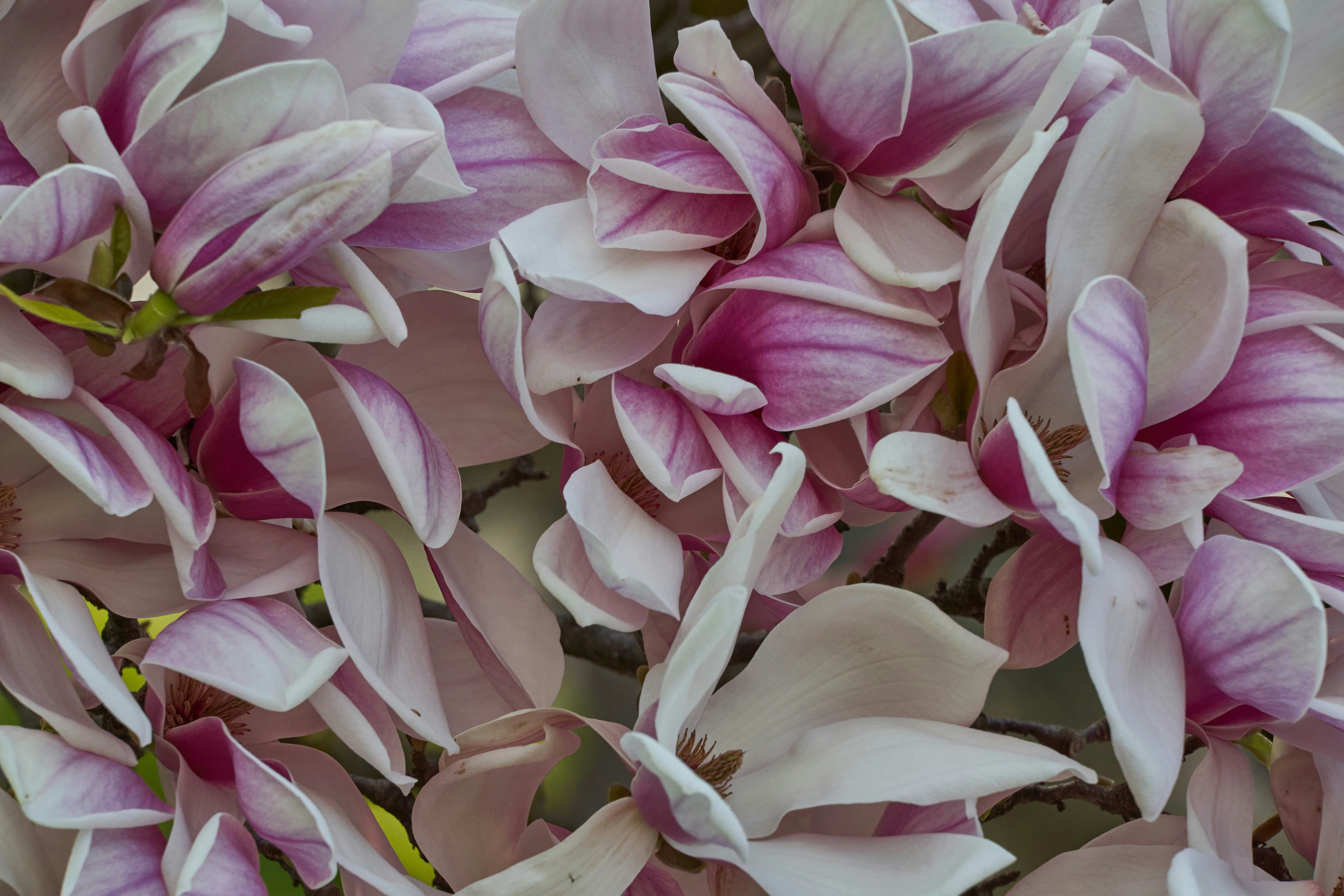 Photo by wolfgang_hasselmann