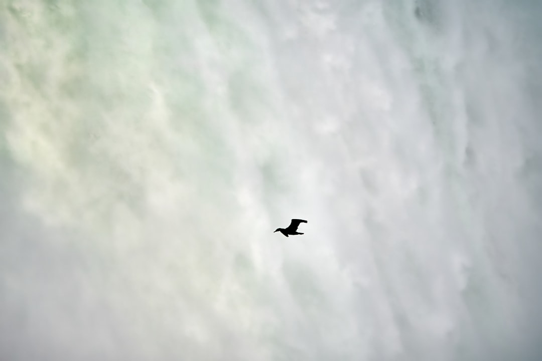 black bird flying on sky during daytime