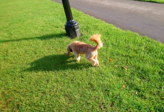 A small brown dog with a fluffy tail sniffs the ground while standing on a bright green lawn. The dog is near a black lamppost with a paved path in the background.