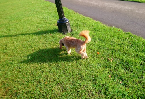A small brown dog with a fluffy tail sniffs the ground while standing on a bright green lawn. The dog is near a black lamppost with a paved path in the background.