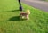 A small brown dog with a fluffy tail sniffs the ground while standing on a bright green lawn. The dog is near a black lamppost with a paved path in the background.