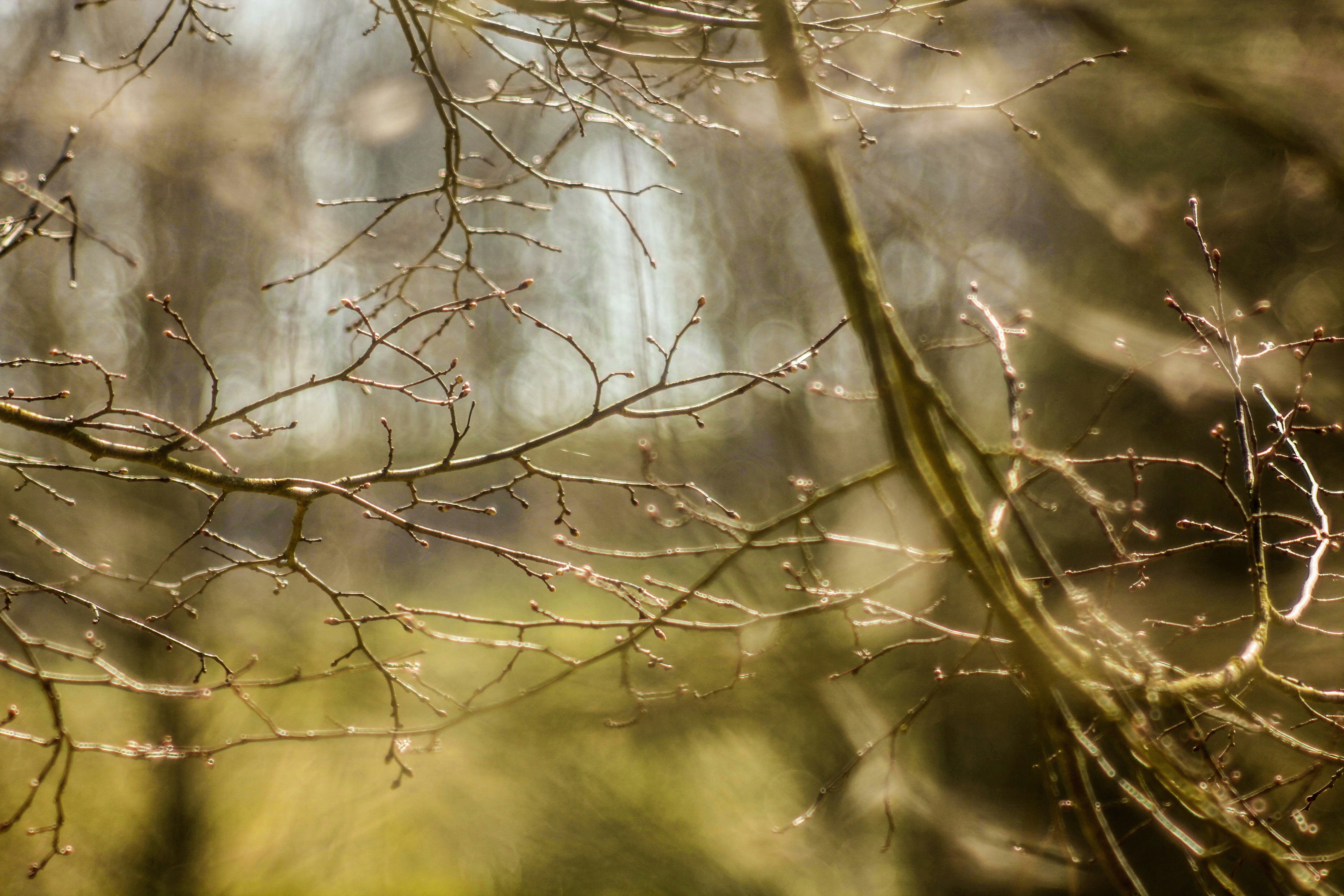 Photo by paulrottmann