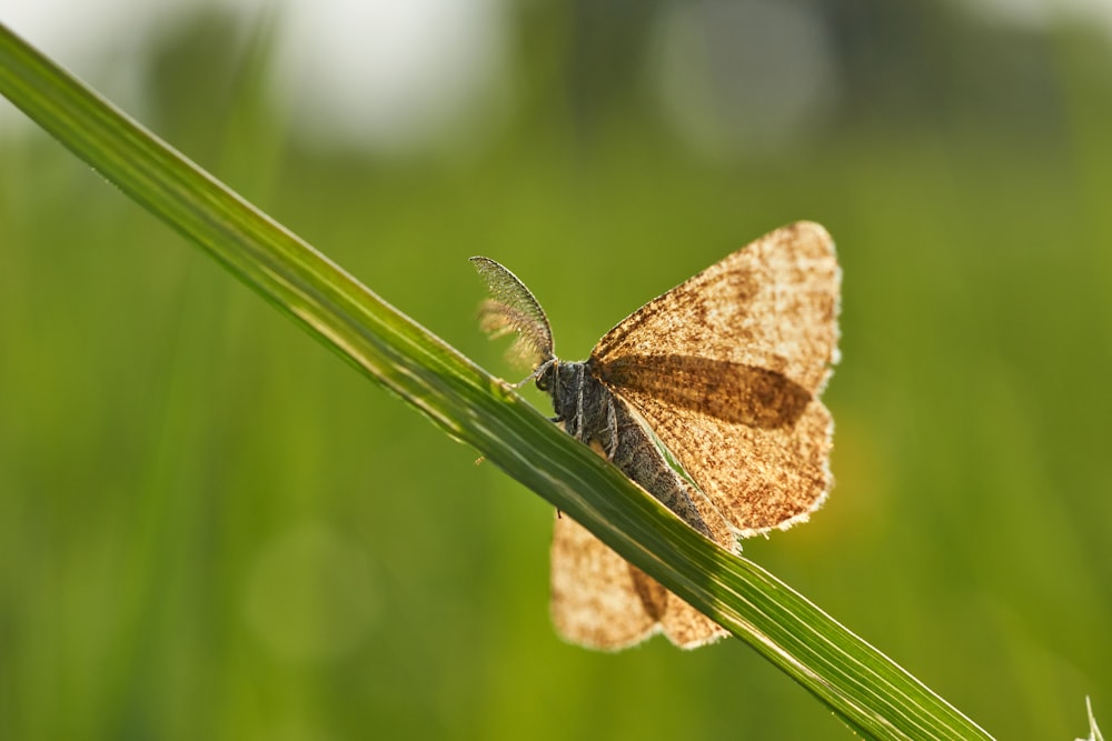 brown and white butterfly on green plant