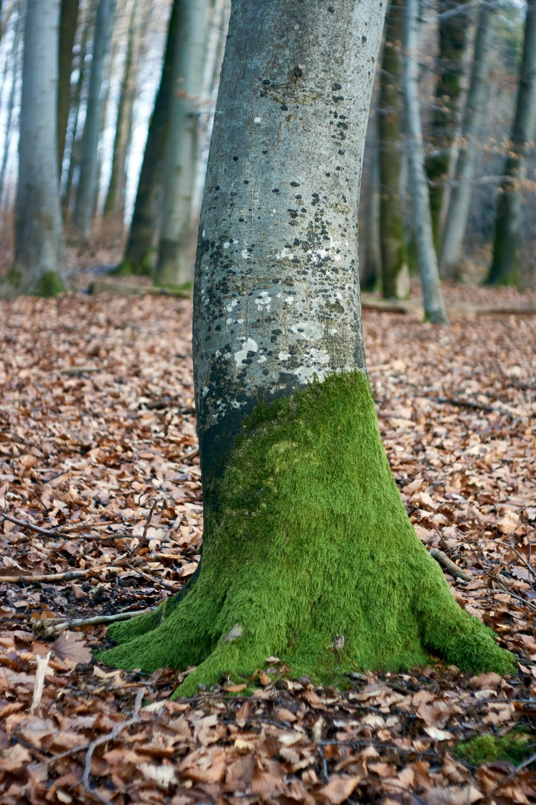 green tree trunk with dried leaves
