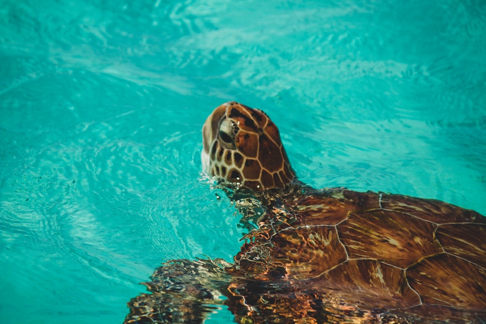 Braune Schildkröte im blauen Wasser