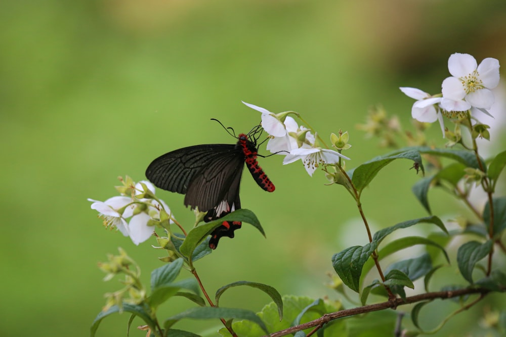 black butterfly perched on white flower in close up photography during daytime