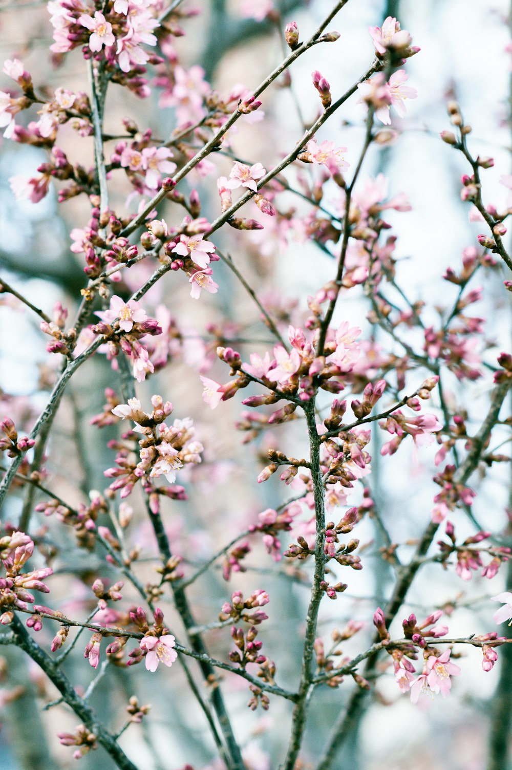 pink and white flower buds