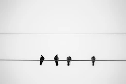 black birds on wire during daytime