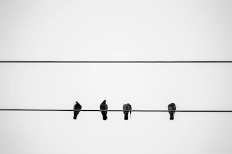 black birds on wire during daytime