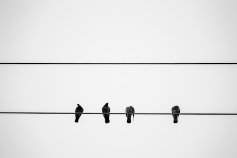 black birds on wire during daytime