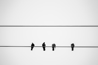 black birds on wire during daytime