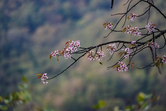pink flowers in tilt shift lens in Wangdue Phodrang Bhutan