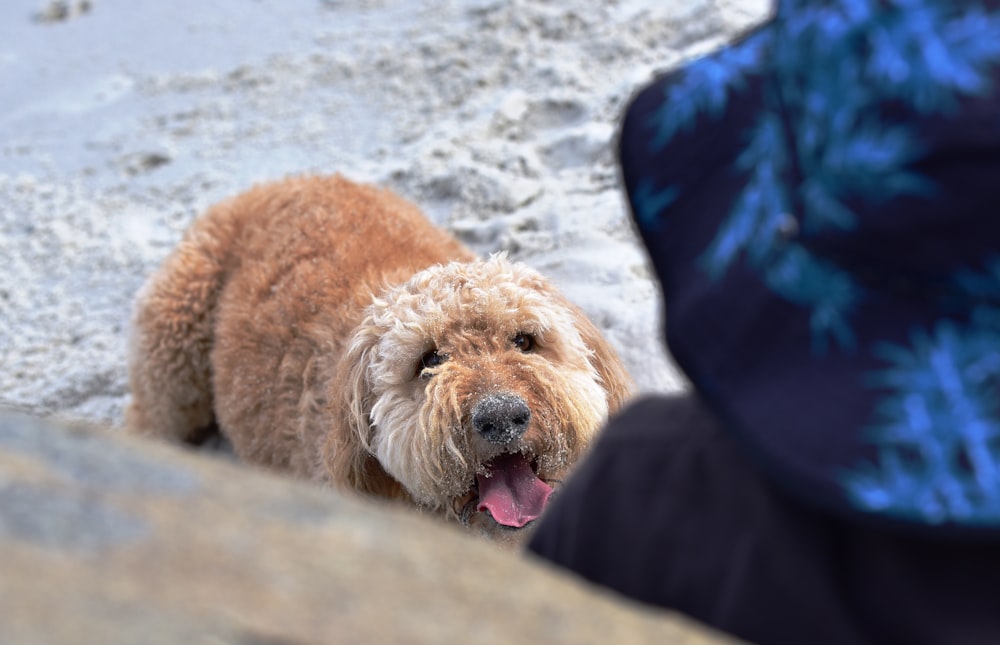 brown curly coated small dog on snow covered ground