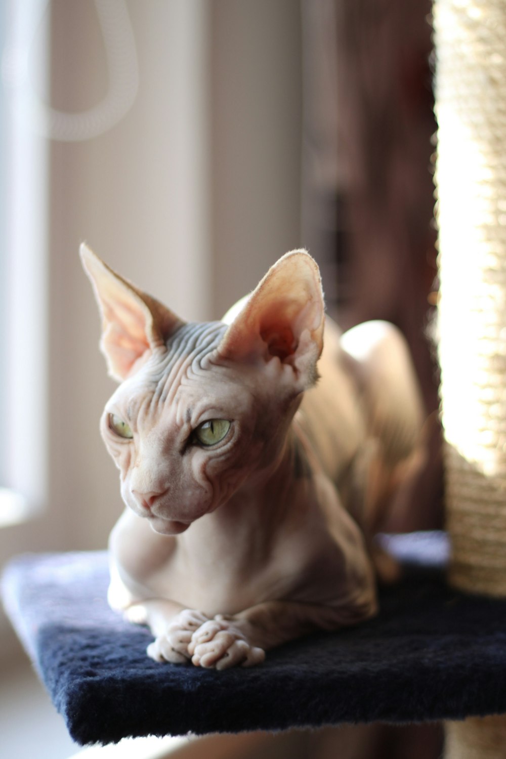 gray cat on blue textile