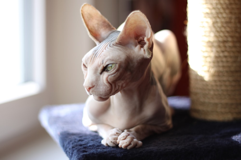 gray cat on white textile