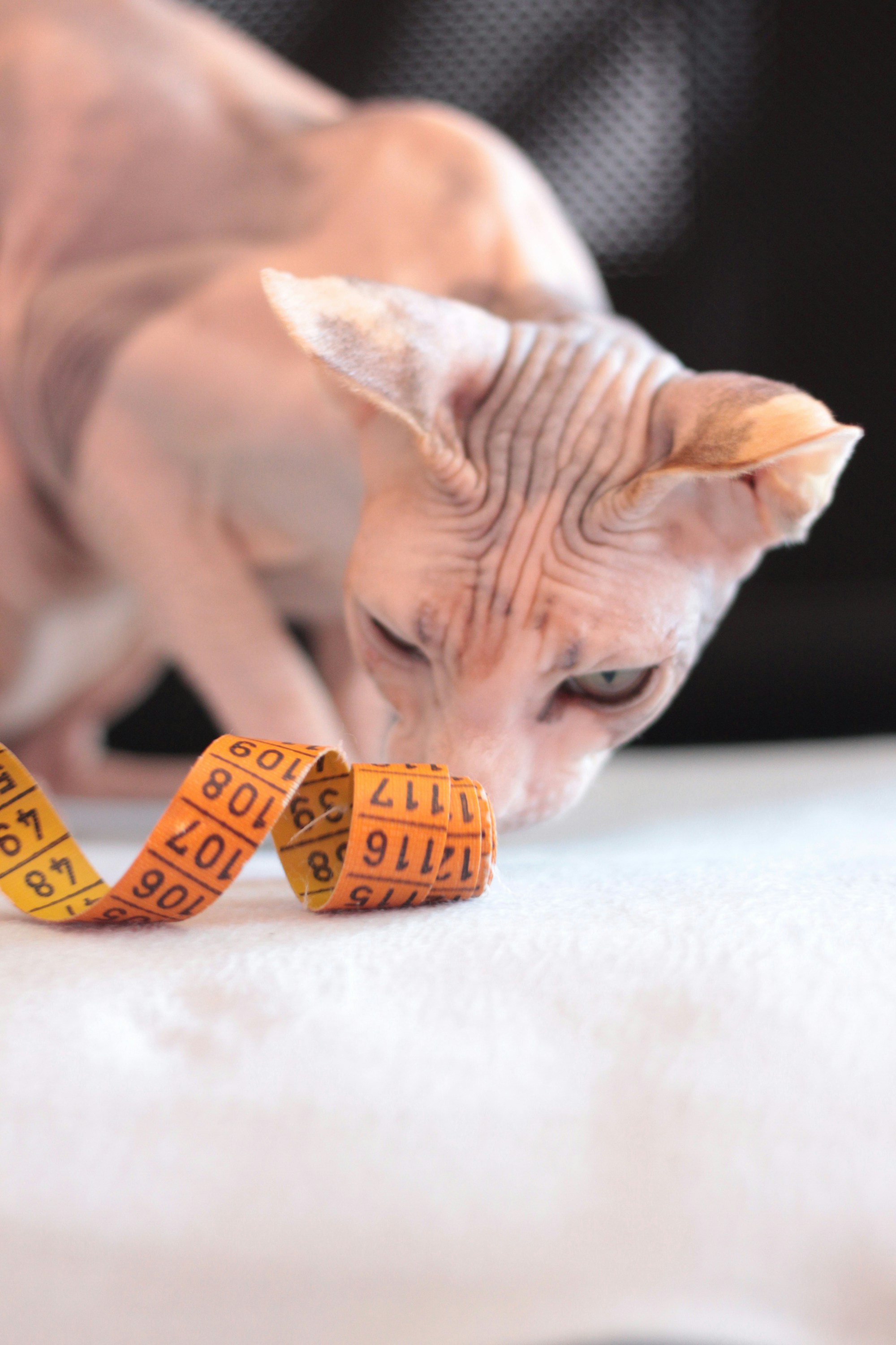 brown and white short coated cat playing with orange and black happy birthday dog tag