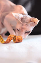 A friendly pet owner measuring their cat's neck gently with a colorful tape.