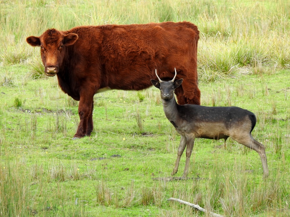 brown cow on green grass field during daytime