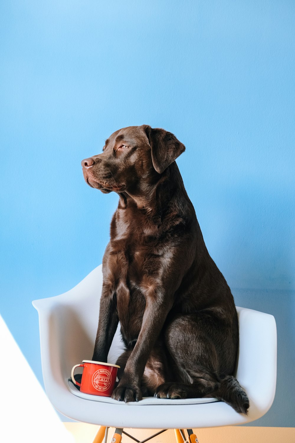 chien brun à poil court sur baignoire blanche