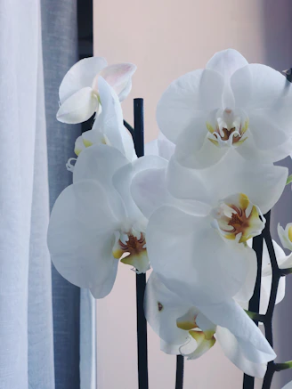 Delicate white Cattleya orchids with a hint of yellow in the center, arranged in a rustic pot.