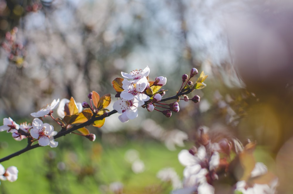 white and yellow flower in tilt shift lens