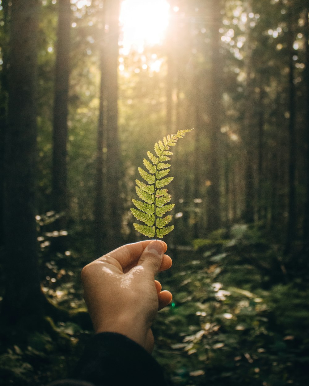 person holding green and yellow plant