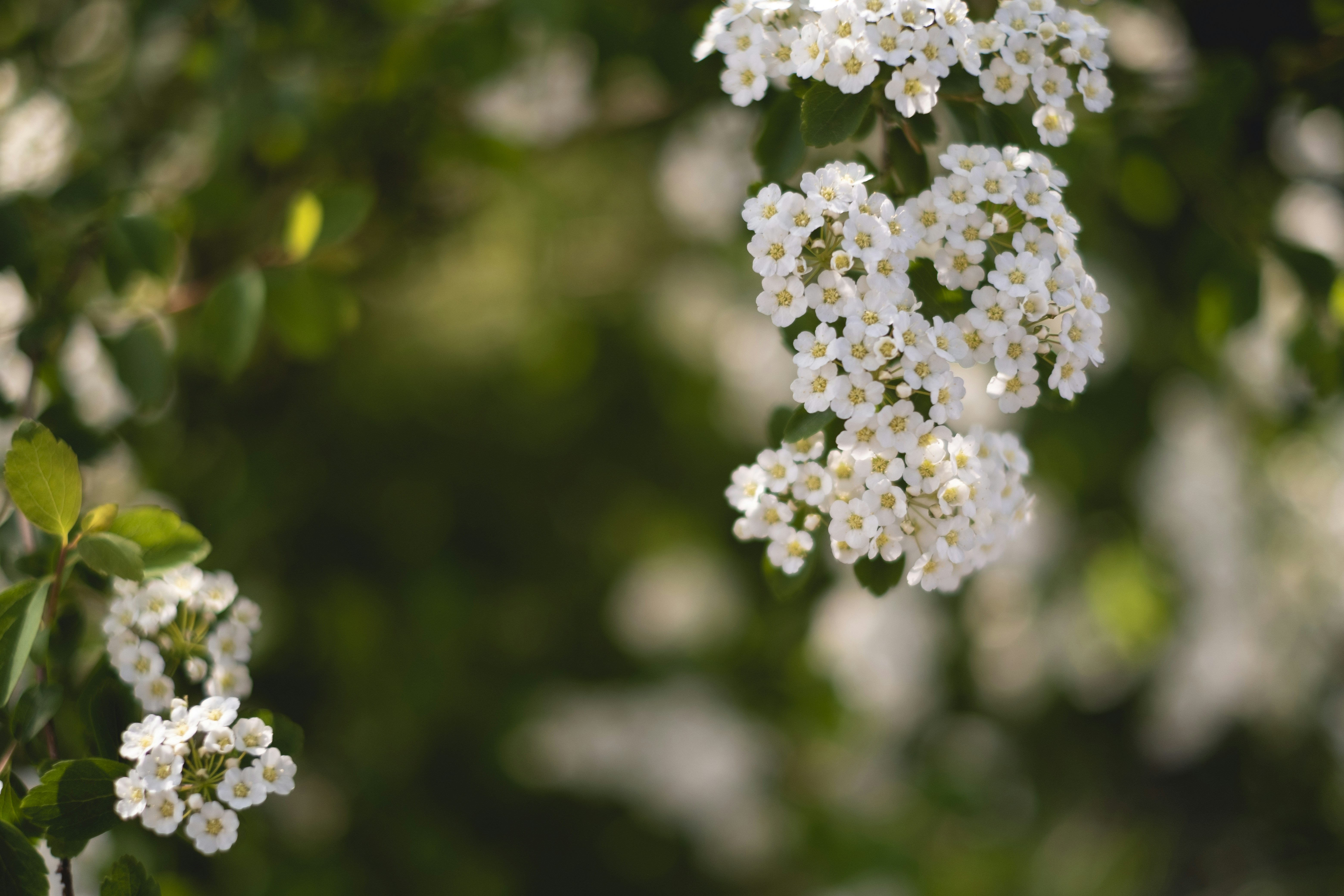 white flowers in tilt shift lens