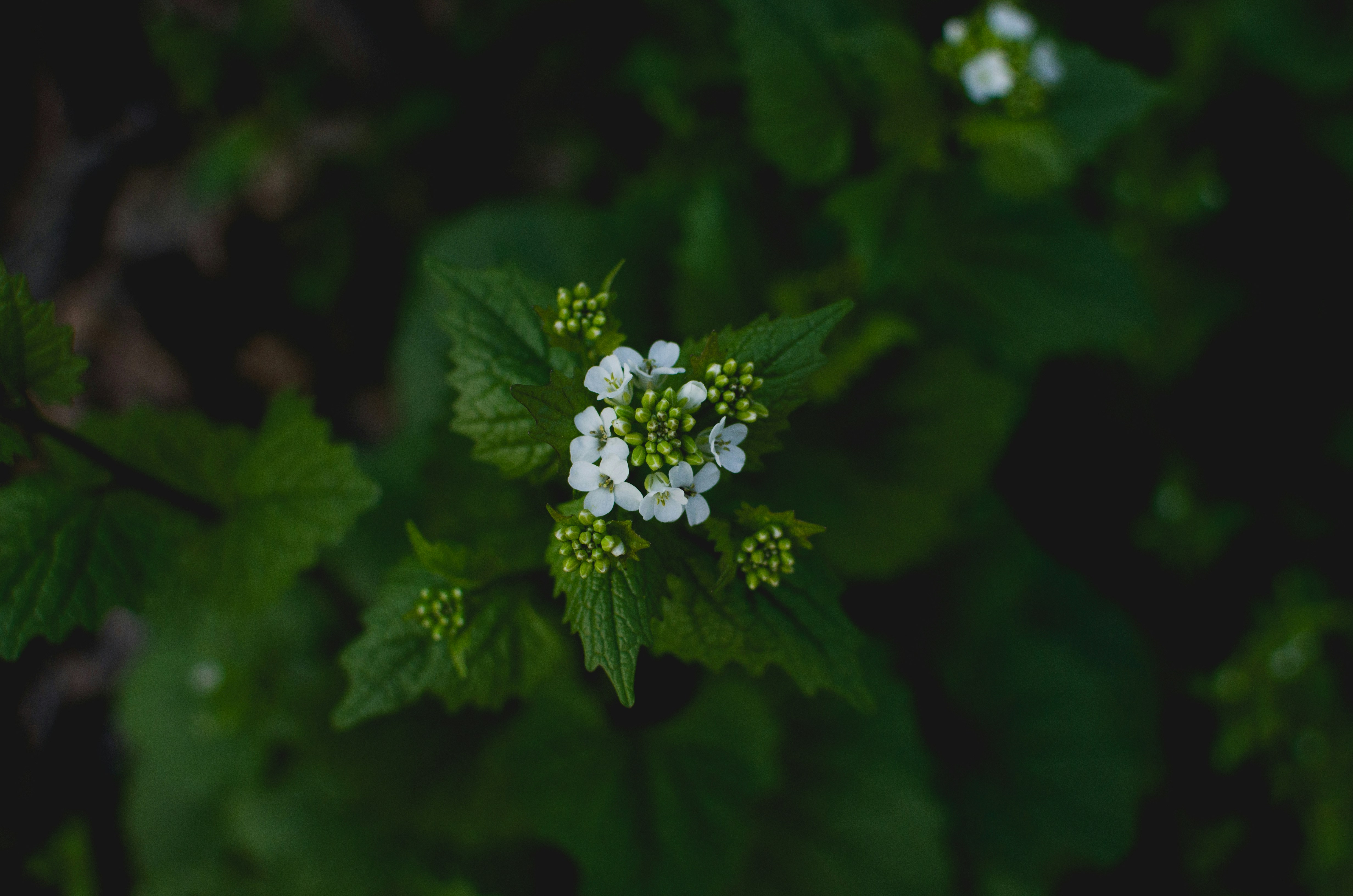 white flower with green leaves