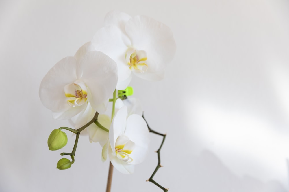 white moth orchids in bloom