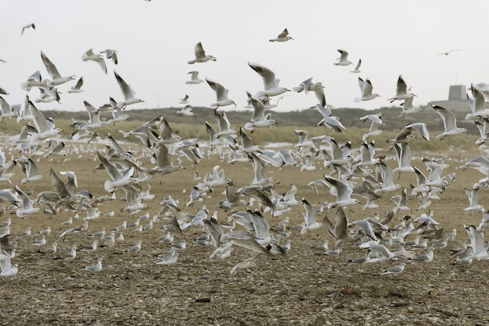 flock of white birds on brown sand during daytime