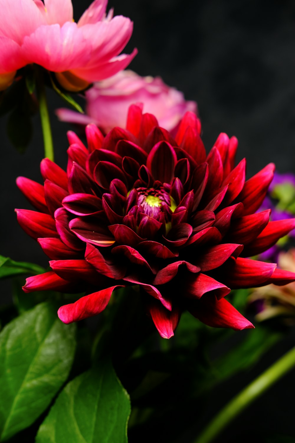 pink and white flower in tilt shift lens