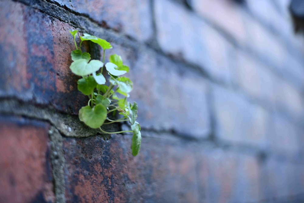 green plant on brown concrete wall