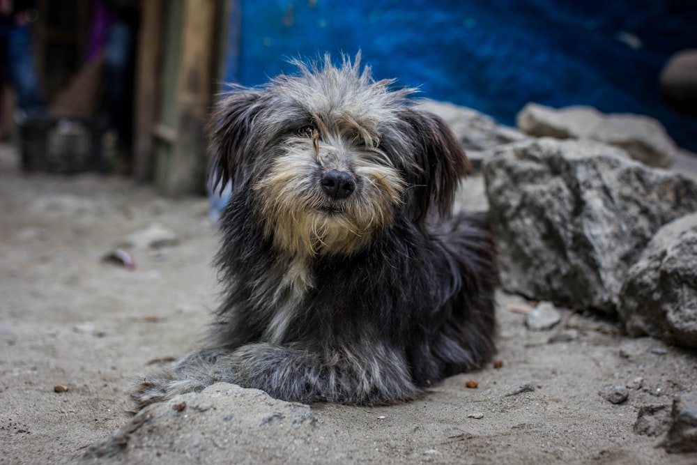 black and brown long coated small dog sitting on gray rock