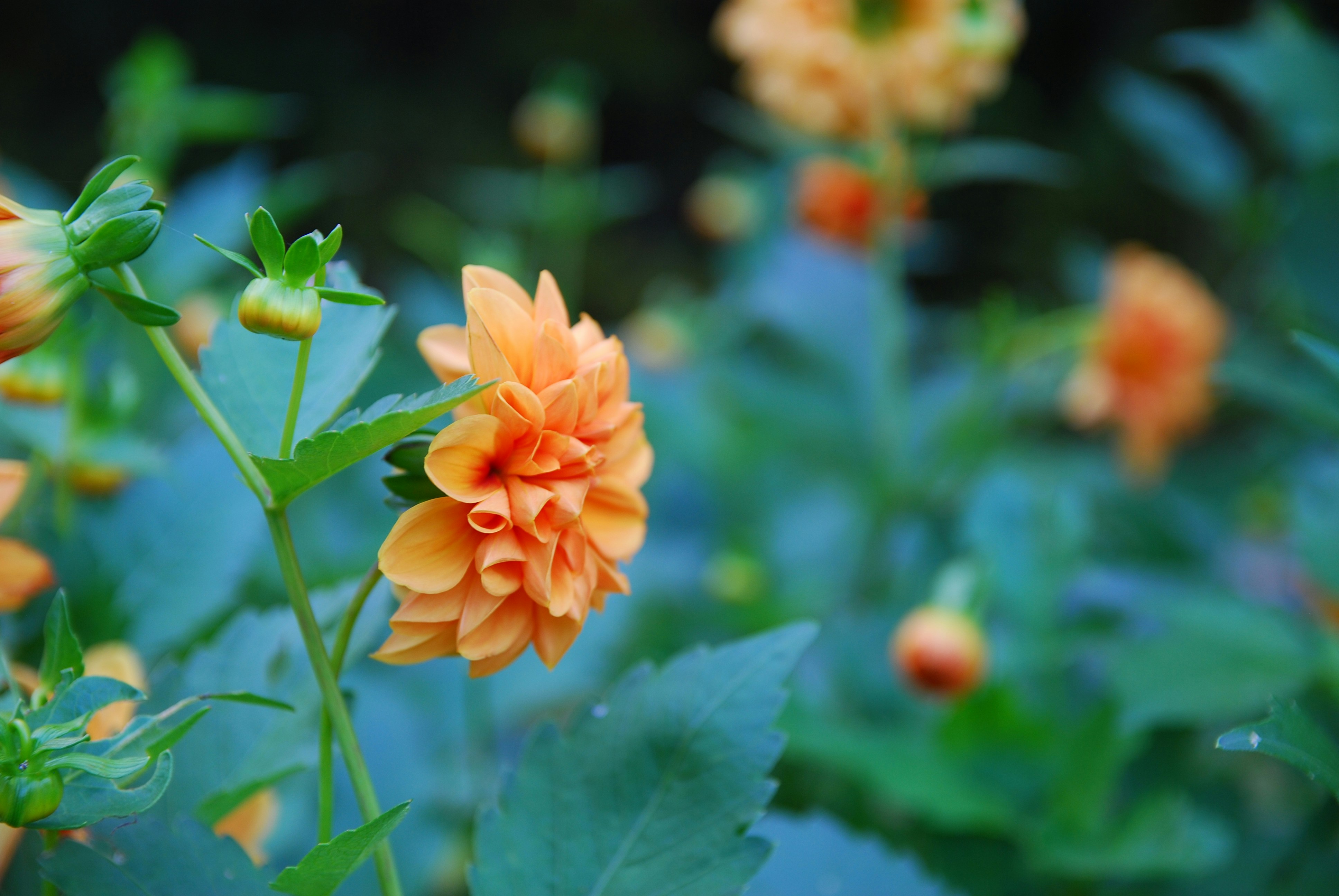 Photo by leonoblak16