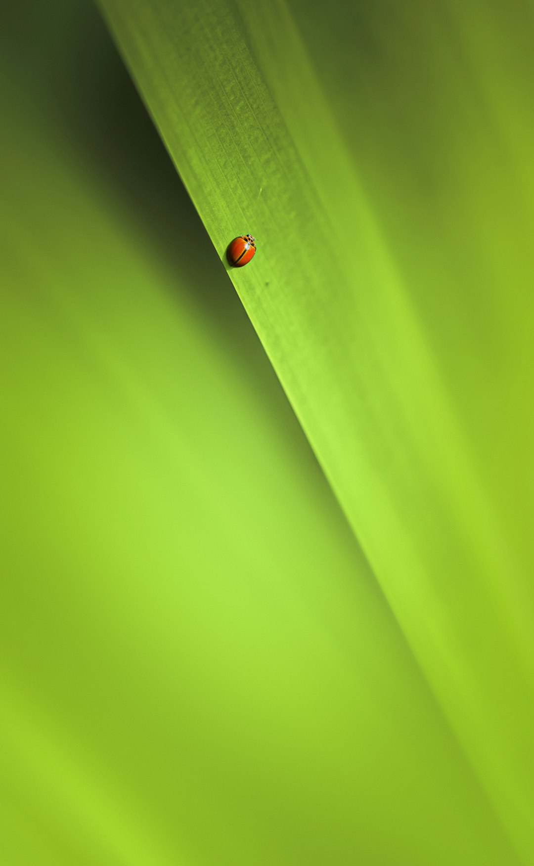 red ladybug on green leaf