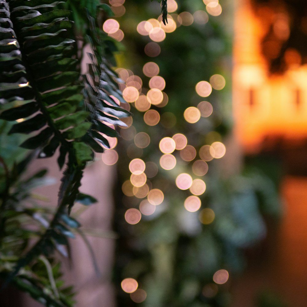 green plant with string lights