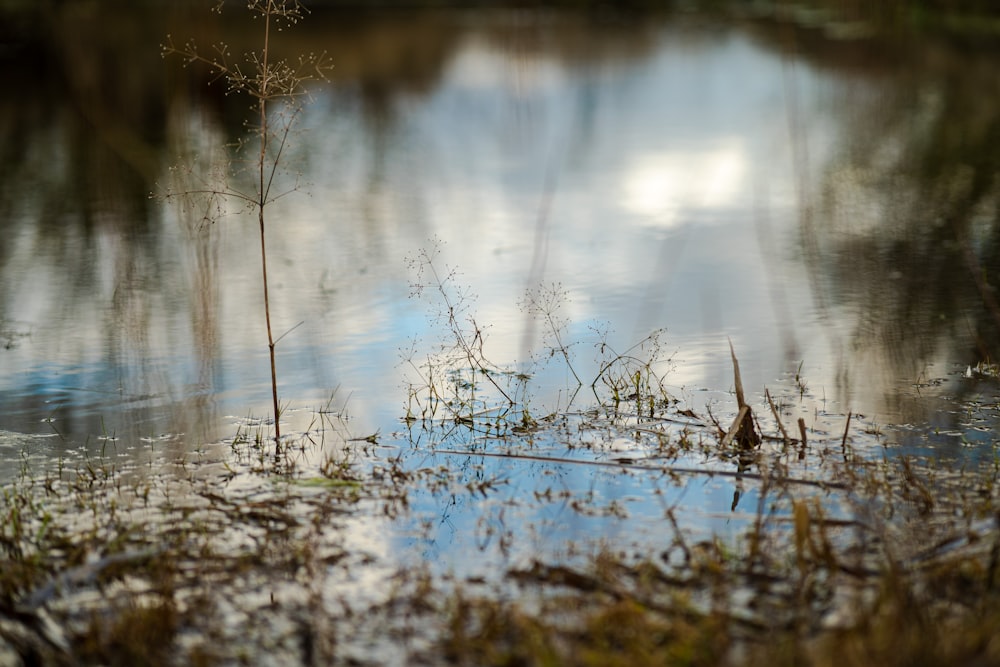 brown grass on water during daytime