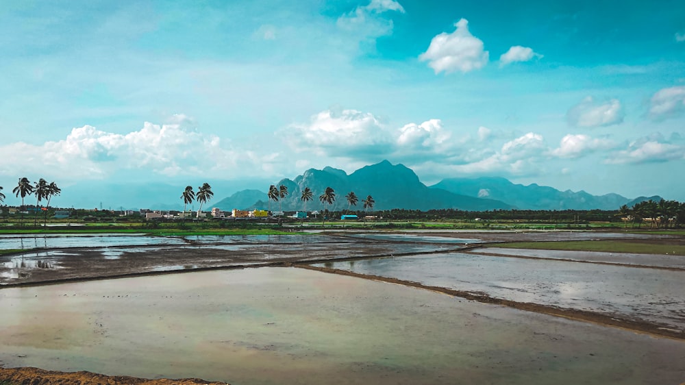 green trees on brown sand near body of water during daytime