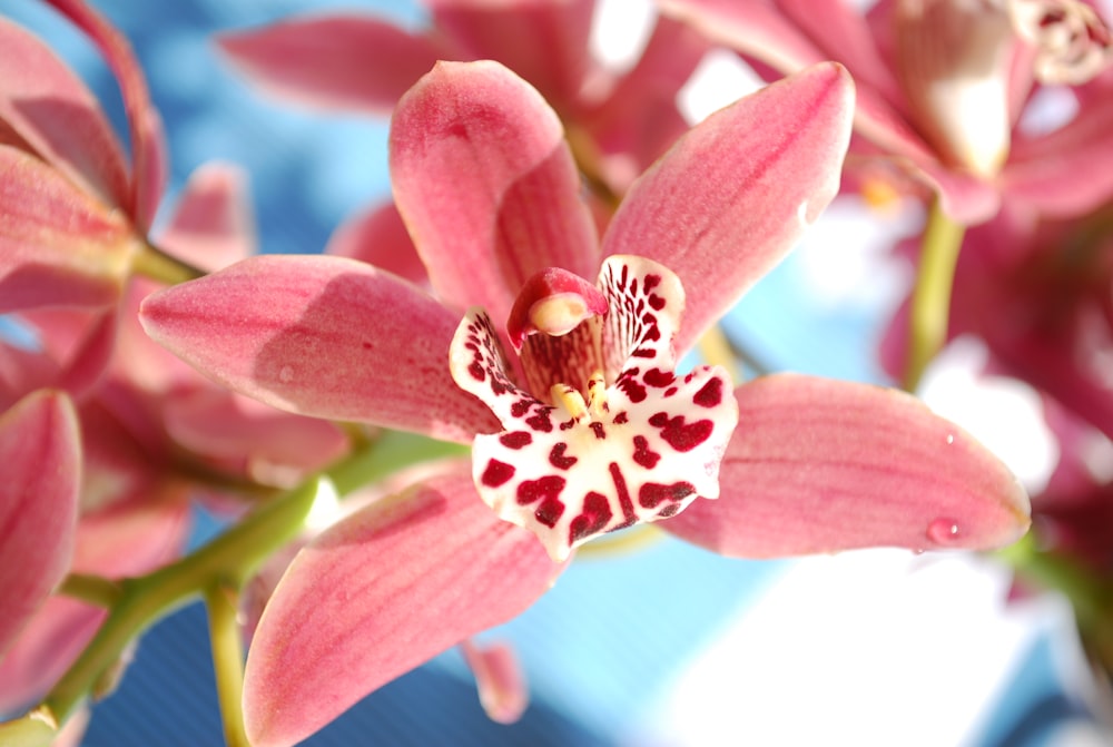 pink and white flower in macro photography