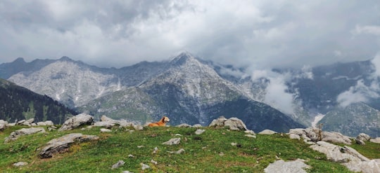 brown dog lying on green grass near gray rocky mountain during daytime in Triund India