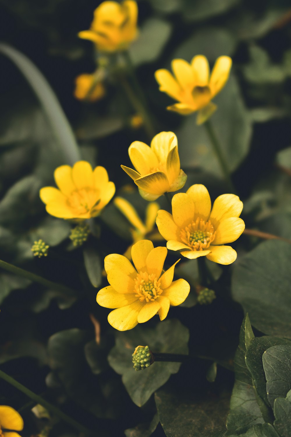 yellow flowers in tilt shift lens