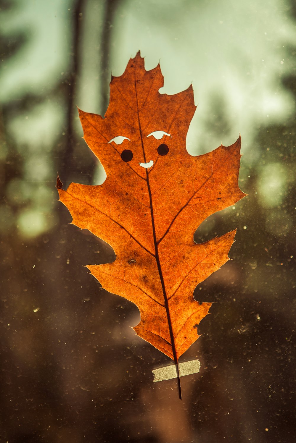 feuille d’érable brune dans l’eau