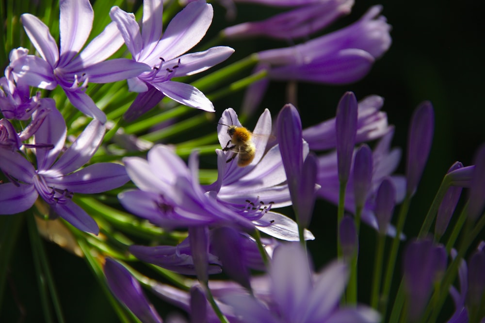 purple flower with bee on top