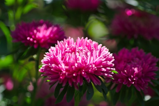 pink flower in tilt shift lens