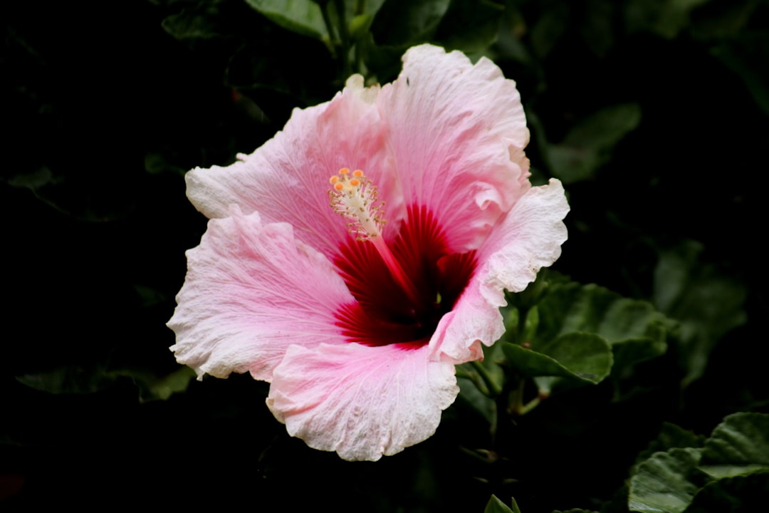 pink and white flower in tilt shift lens